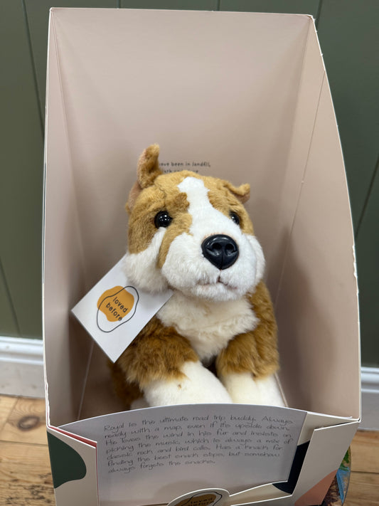 Loved before Royal Dog