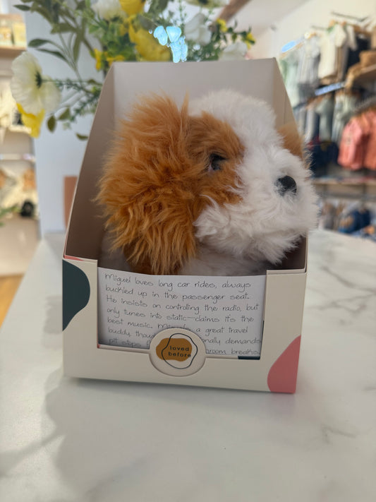 Loved Before Miguel Dog